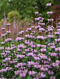 Phlomis Tuberosa 15 seeds Jerusalem sage, Hardy Perennial. - Etsy Nederland Flower Delivery