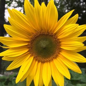 Sunflower Seeds - Helianthus annuus - Tall yellow sunflower mix