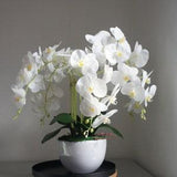 White Orchid Phalaenopsis Plants In white bowl