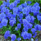 50 Seeds Viola Cornuta Osirus Blue Perfection Flower Seed, Pansy, Natural, Non GMO, Heirloom