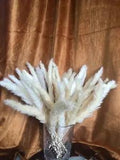 Cr????me Pampas Grass Stems, 36 Stems