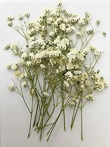 UOKWIWI 16 pcs White Baby's Breath Real Natural Dried Pressed Flowers for Res...