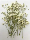 UOKWIWI 16 pcs White Baby's Breath Real Natural Dried Pressed Flowers for Res...