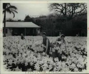 1966 Press Photo Flower & Plants (Lilies Easter) - cva96990