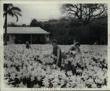 1966 Press Photo Flower & Plants (Lilies Easter) - cva96990