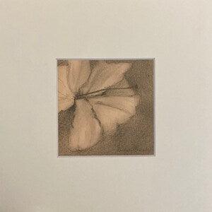Orchid Flower, Graphite and Charcoal on Paper, Not a Print