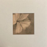 Orchid Flower, Graphite and Charcoal on Paper, Not a Print