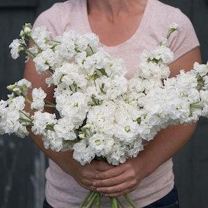 30 White Stock Flower Seeds / Matthiola incanas / Cut Flower / Container Gardening / English Garden / Wildflowers / Cottage Garden