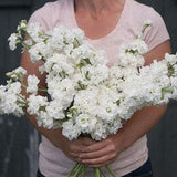 30 White Stock Flower Seeds / Matthiola incanas / Cut Flower / Container Gardening / English Garden / Wildflowers / Cottage Garden