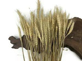 10 Pieces - 18-20" Natural Tan Preserved Dried Botanical Wheat Grass Boho Decor