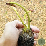 B2G1 Purple Nymphaea Colorata Live Tuber Plant Tropical Water Lily Flower Pond