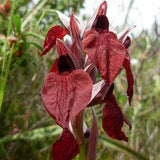 Rare 1 bulb serapias cordigera