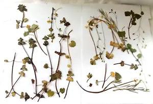 Pressed Natural Assorted Flowers Multicolor Assorted Sizes Crafts