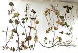 Pressed Natural Assorted Flowers Multicolor Assorted Sizes Crafts