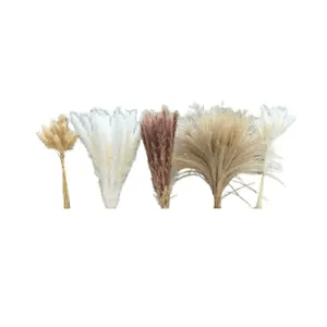 150PCS Pampas Grass Boho HomeDecor Dried Flowers-Pampas Grass Contains9605