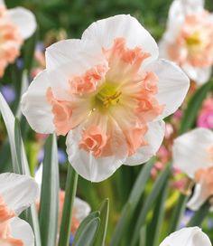 Dreaming of...FALL??? - Bulb Blog | Gardening Tips and Tricks | Learn Planting Techniques | Bulbs and Perennial Information Flower Delivery