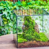 NCYP Basic Rectangle Close Geometric Glass Tin Terrarium, Planter  Multiple Size for Moss Wall, Fern, Landscape multiple size, No plants