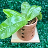 Terracotta Orchid Pot with Holes, indoor planter, garden pot, Mother's day flower gift - Flower Cut