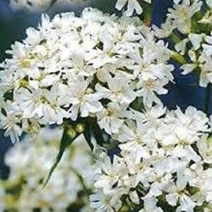 200+ Lychnis Viscaria White Flower Seeds-Viscaria Splendens-White Lychnis Viscaria-Snowstar Viscaria-Attracts Butterflies- Perennial-B794