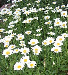 The Best Perennials for Your Yard Flower Delivery