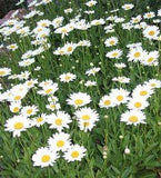 The Best Perennials for Your Yard Flower Delivery
