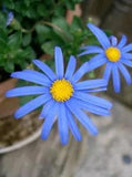 50+  FELICIA BERGERIANA CUB SCOUT, aka KINGFISHER & BLUE DAISY  FLOWER SEEDS