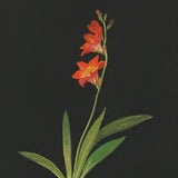 Orenco Originals Mary Delany Day Lily Flowers Counted Cross Stitch Pattern