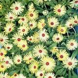 Ice Plant -Livingston Daisy (Dorotheanthus Bellidiformis) Yellow- 100 Seeds