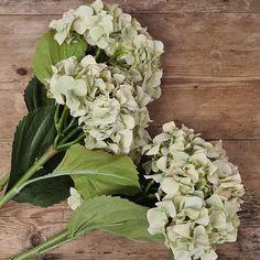 Green Dried Hydrangea Flower Delivery