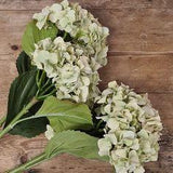 Green Dried Hydrangea Flower Delivery