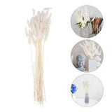Dried Fox Tail Flowers Natural Decoration Boho Wedding Dry Reed