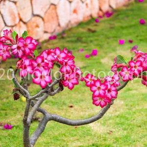 Pink Flower Tree Print