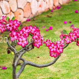Pink Flower Tree Print