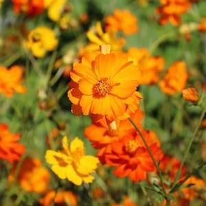 50+ Beautiful Cosmos Bright Lights Mix seeds