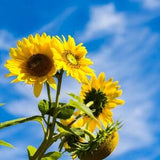 Sunflower, Flower, Plant, Floral, Pixeltrot,,Wall Art