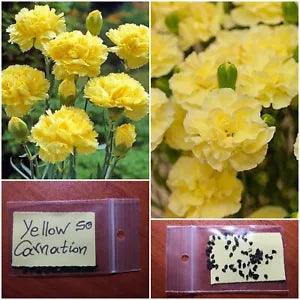 Yellow Carnation Flower ~50 New Seeds Rare Heirloom Organic Blooming