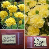 Yellow Carnation Flower ~50 New Seeds Rare Heirloom Organic Blooming