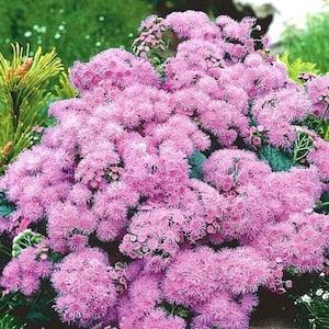 Floss Flower Pink Flowers 0.2g - 200 Seeds - Ageratum Houstonianum NON GMO