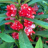 Peppermint Stick Balsam - Impatiens Balsamina - Rare 'Plant' Seeds - Candy Cane Sorrel, Peppermint Stick Plant, Shamrock Oxalis, Wood Sorrel