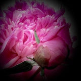 Fine Art Flower Photography, Pink Floral Print, Flower Wall Art, Pink Peony Collection