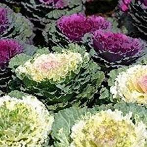 50 Seeds-Flowering Ornamental Kale Seeds-Brassica Oleracea- Decorative and edible Ornamental Annual-pv442-Simply Beautiful!