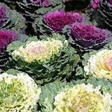 50 Seeds-Flowering Ornamental Kale Seeds-Brassica Oleracea- Decorative and edible Ornamental Annual-pv442-Simply Beautiful!