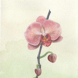 Print, Pink Orchid Watercolor