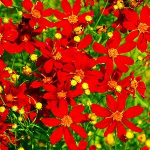 Red Dwarf Plains Coreopsis 1000+ (Coreopsis tinctoria) Flower Seeds New