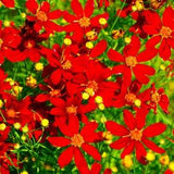 Red Dwarf Plains Coreopsis 1000+ (Coreopsis tinctoria) Flower Seeds New