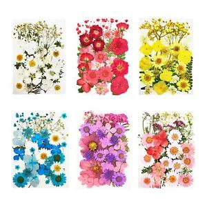 Assorted  Dried s Bulk Art Crafts Resin Jewelry Making