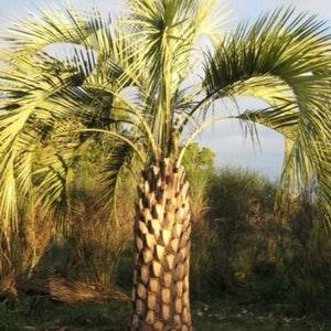 Butia Odorata (Capitata) Hardy Jelly Palm Tree - 5 Tropical Seeds