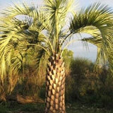Butia Odorata (Capitata) Hardy Jelly Palm Tree - 5 Tropical Seeds