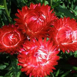 Strawflower Immortelle Everlasting Red Flowers 0.5g - 200 Seeds - Xerochrysum Bracteatum NON GMO