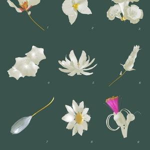 A Collection of Flowers